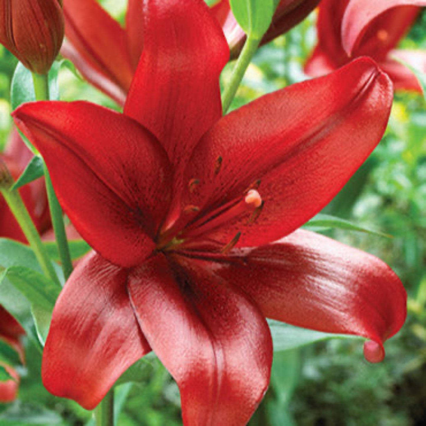 Red Velvet Lily