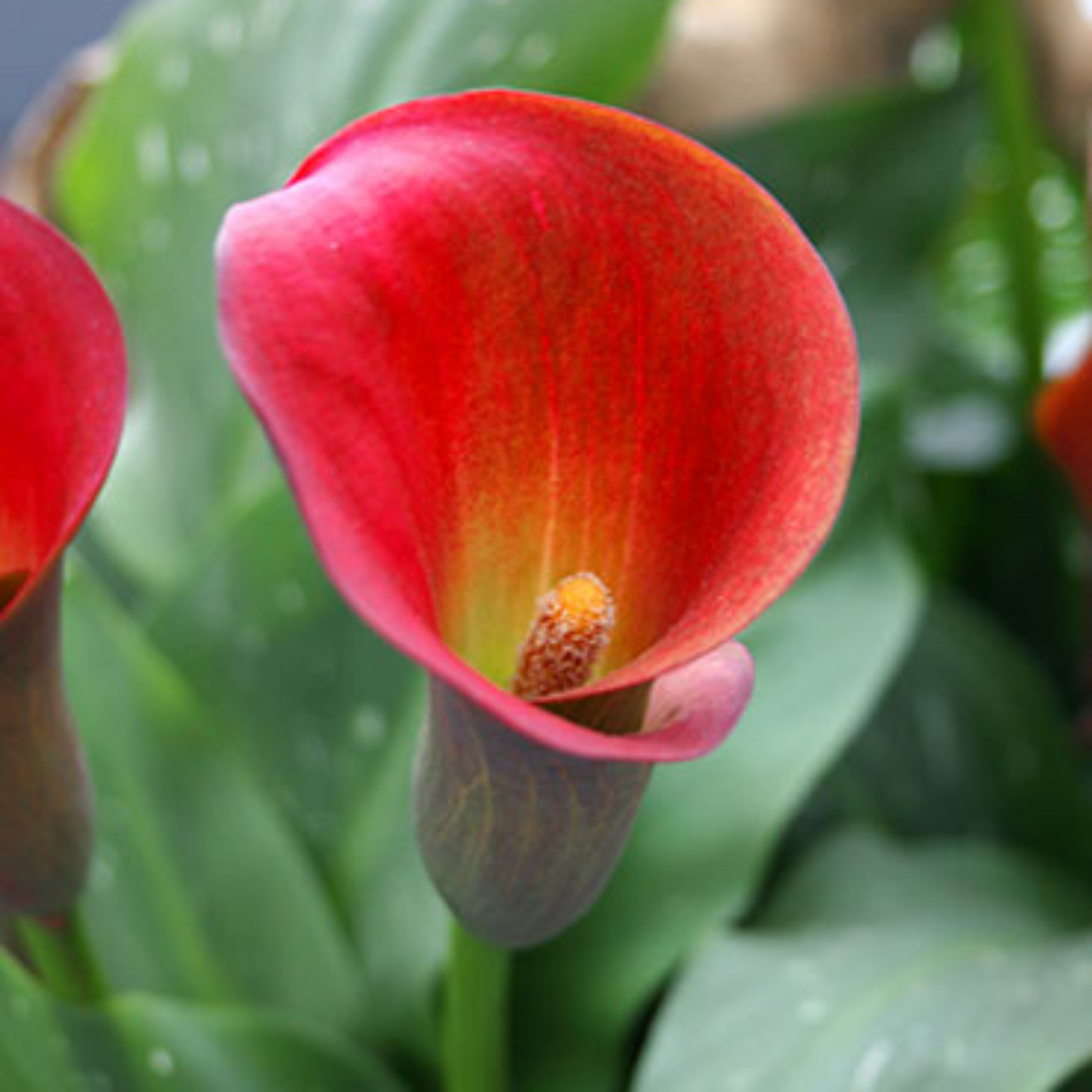 Red Alert Calla Lily