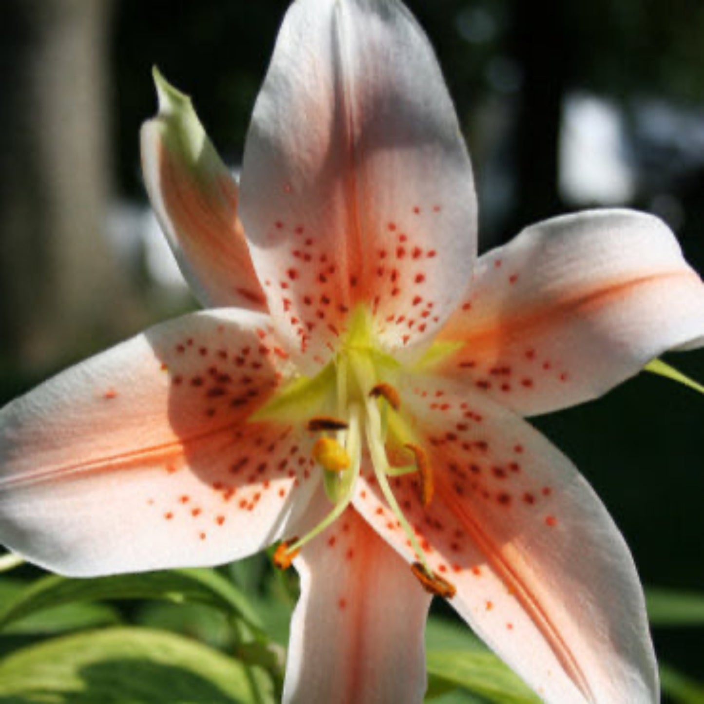 Salmon Party Oriental Lily