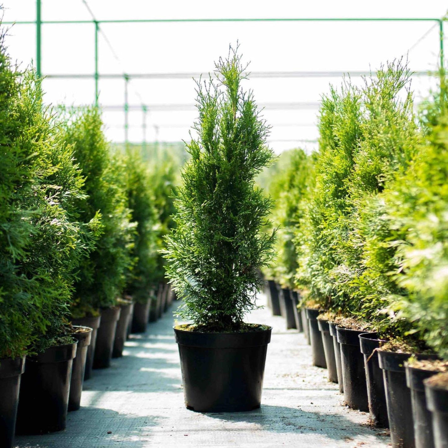 Thuja Green Giant