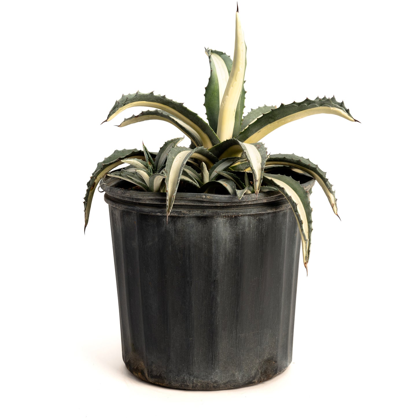 Agave Americana ‘Mediopicta Alba’