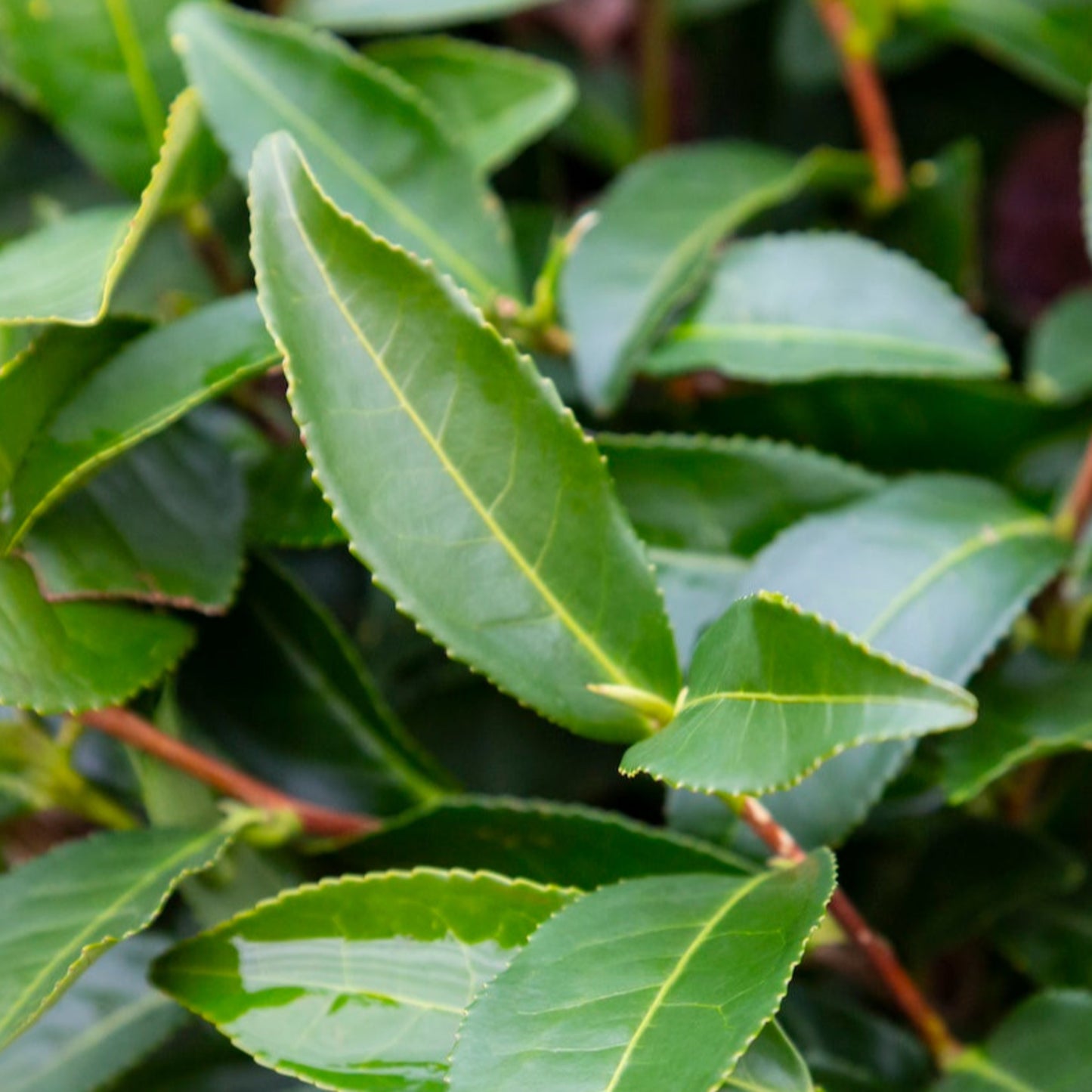 Tea Plant foliage
