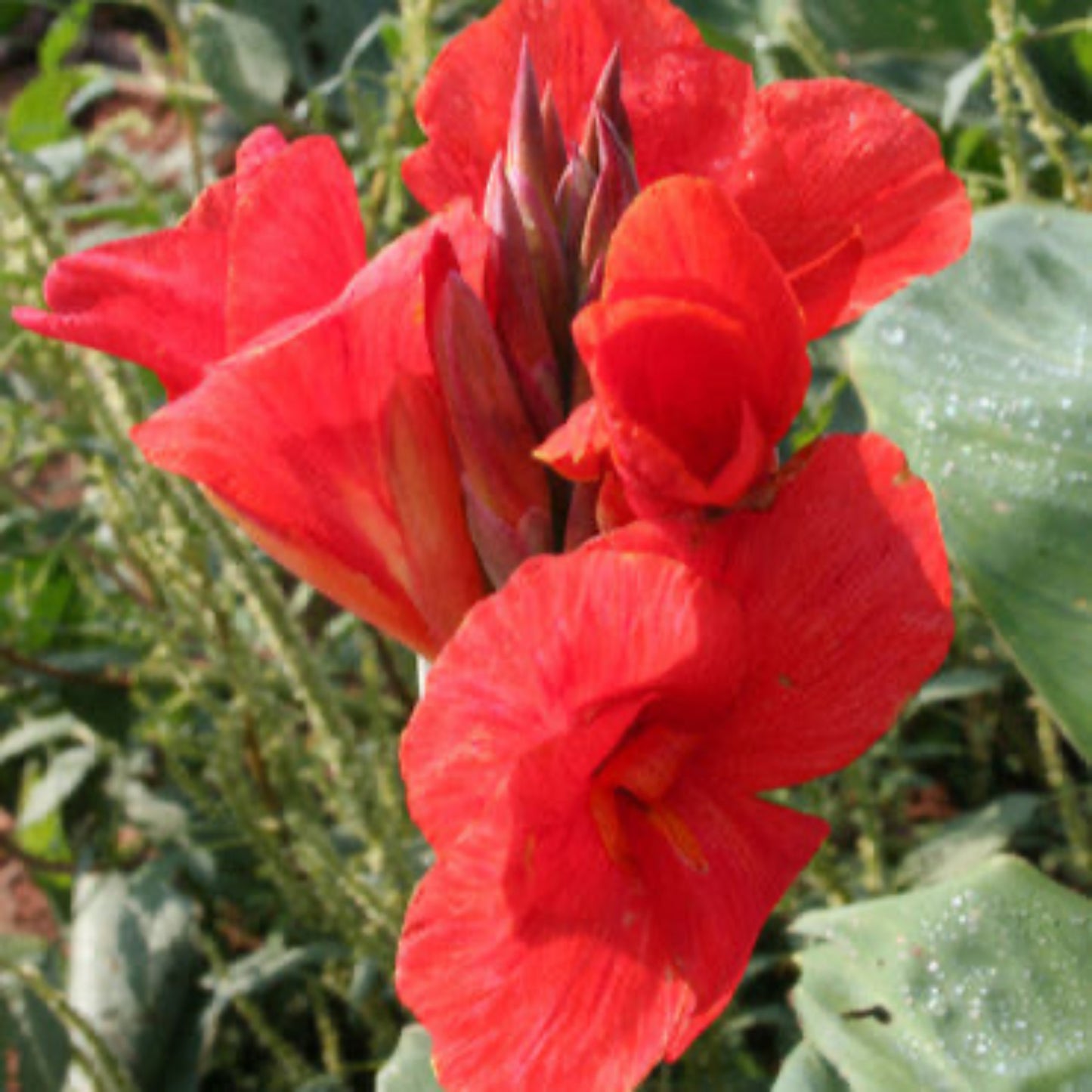 The President Canna Lily