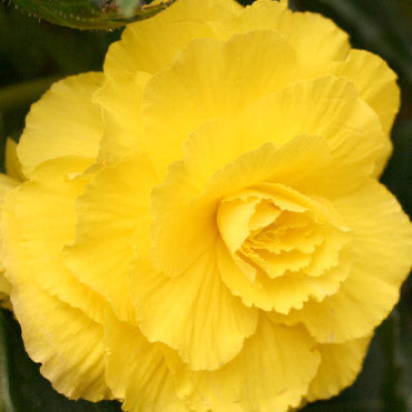 Yellow Double Begonia