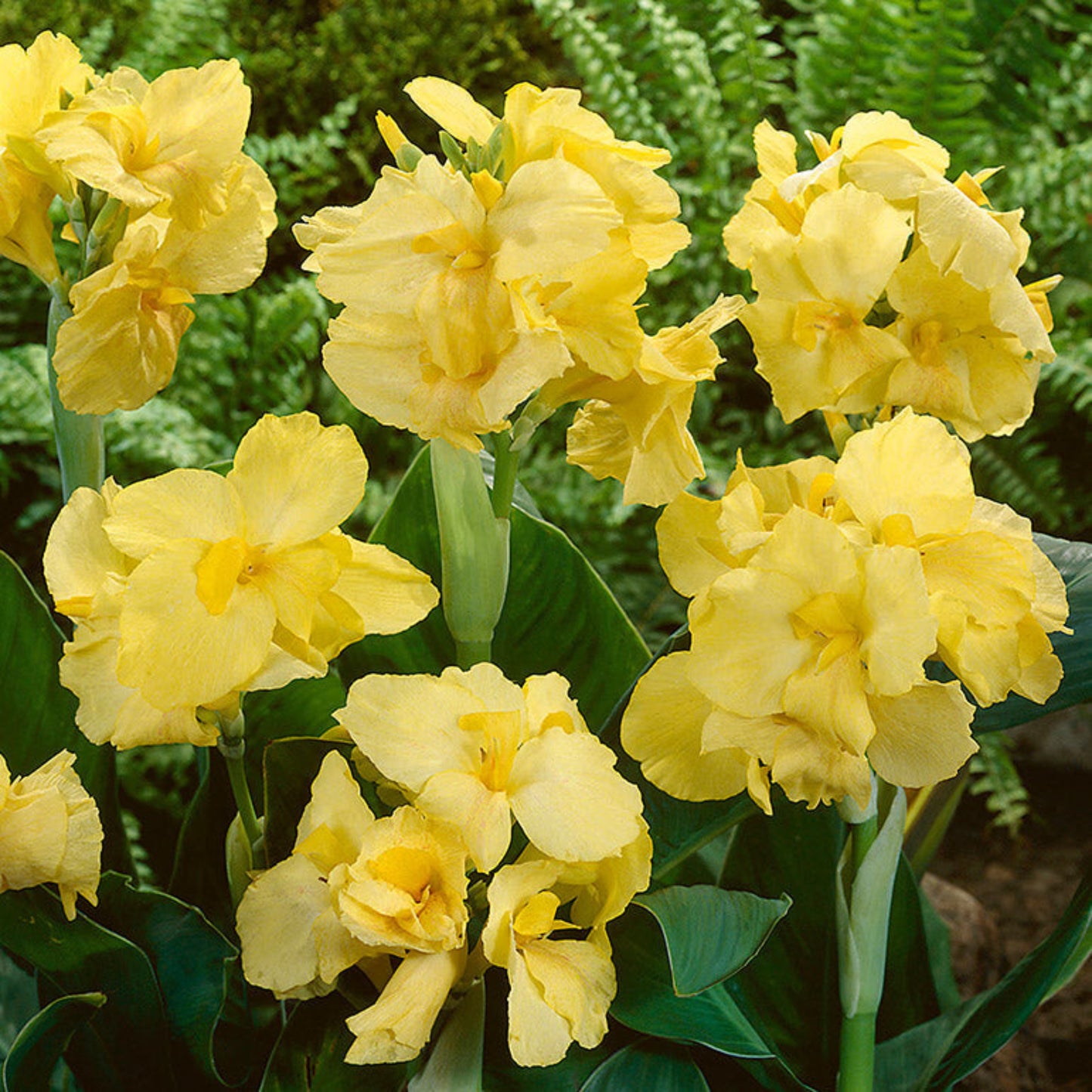 Yellow Futurity Canna Lily