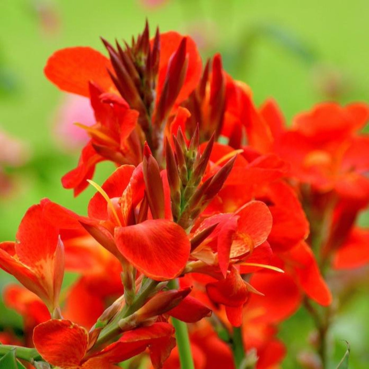 Toucan® Scarlet Canna Lily flower