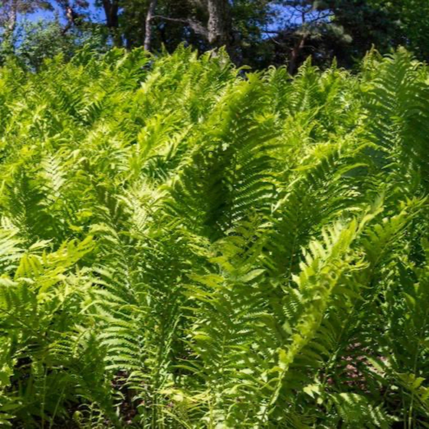 Ostrich Fern