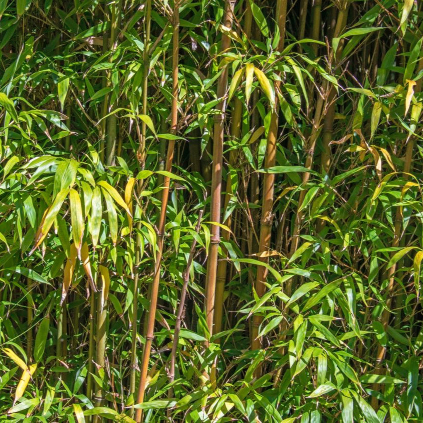 Alphonse Karr Bamboo