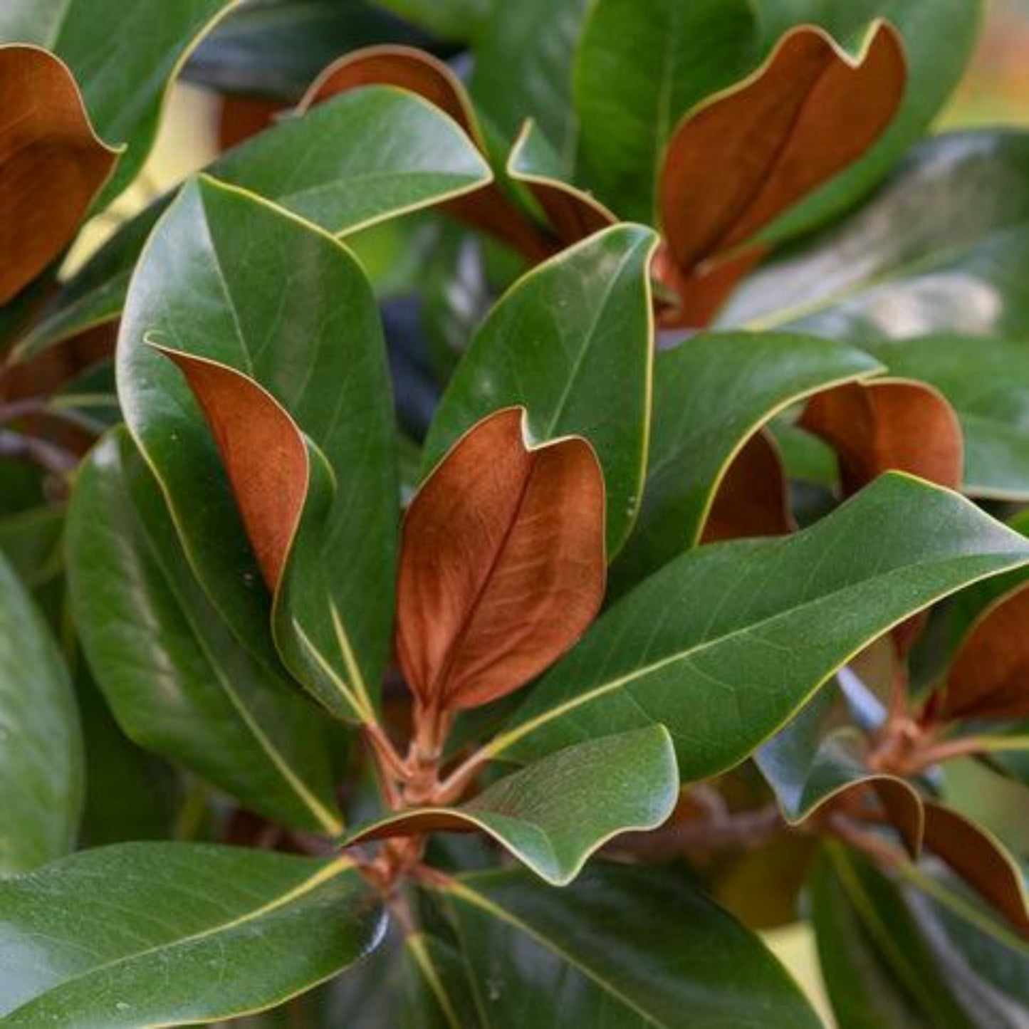 Teddy Bear Southern Magnolia foliage
