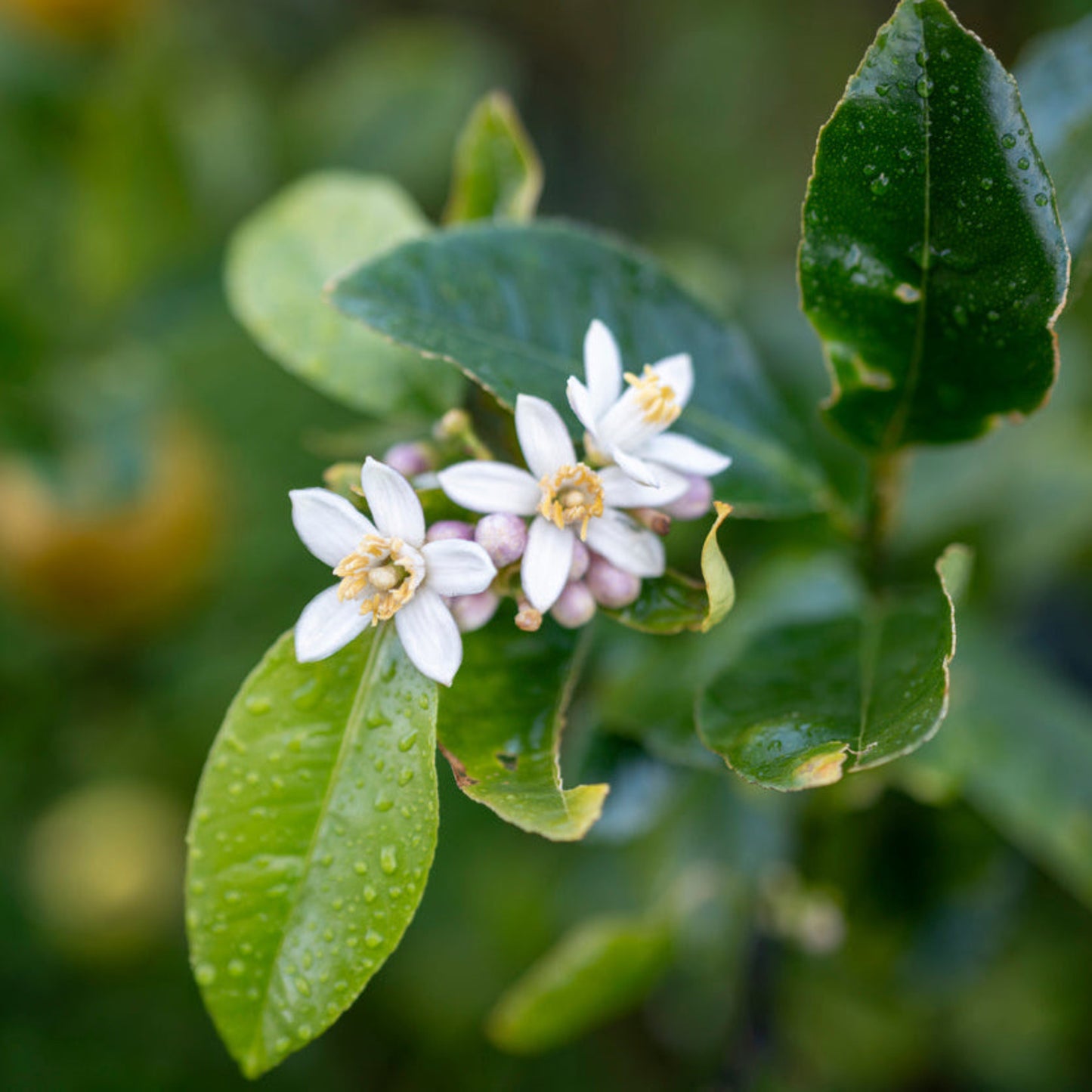 Improved Meyer Lemon flowers