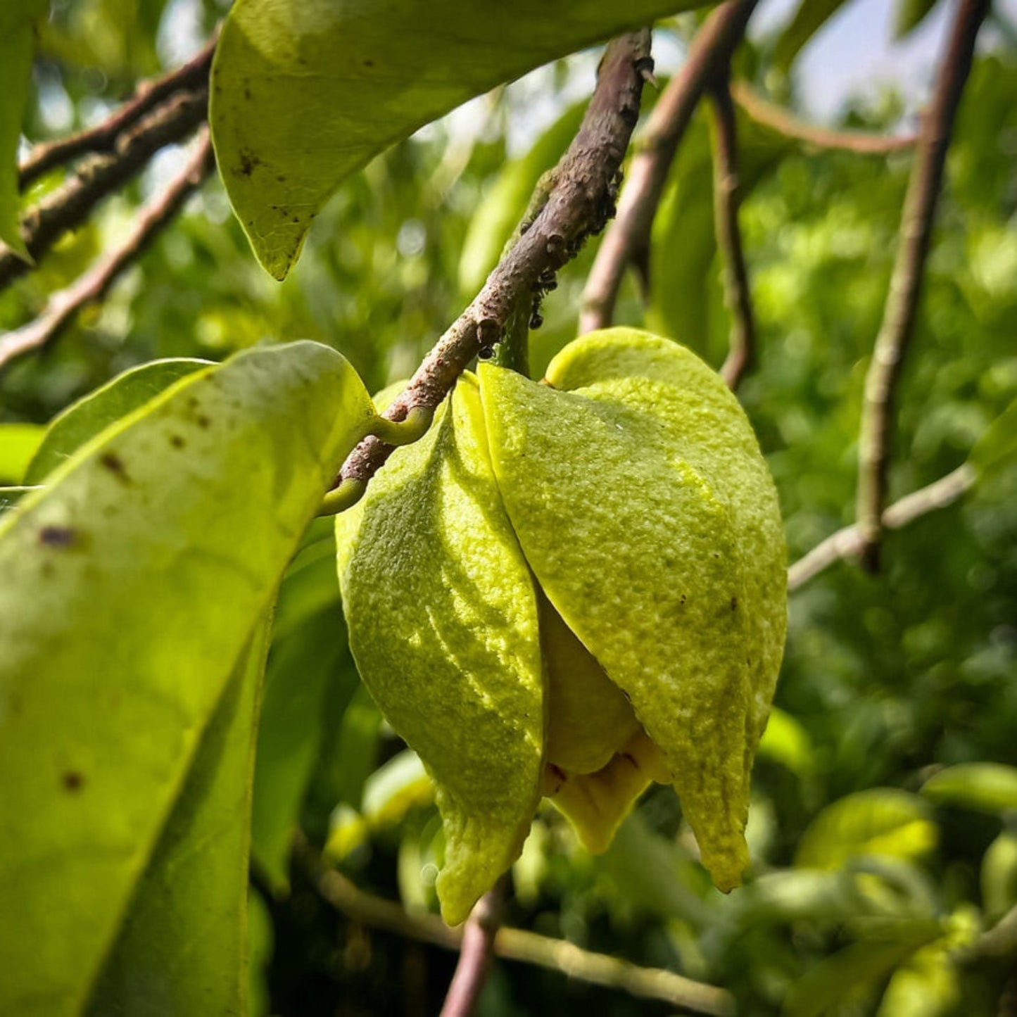 Soursop Tree