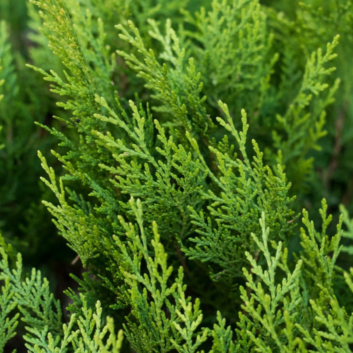 Leyland Cypress foliage
