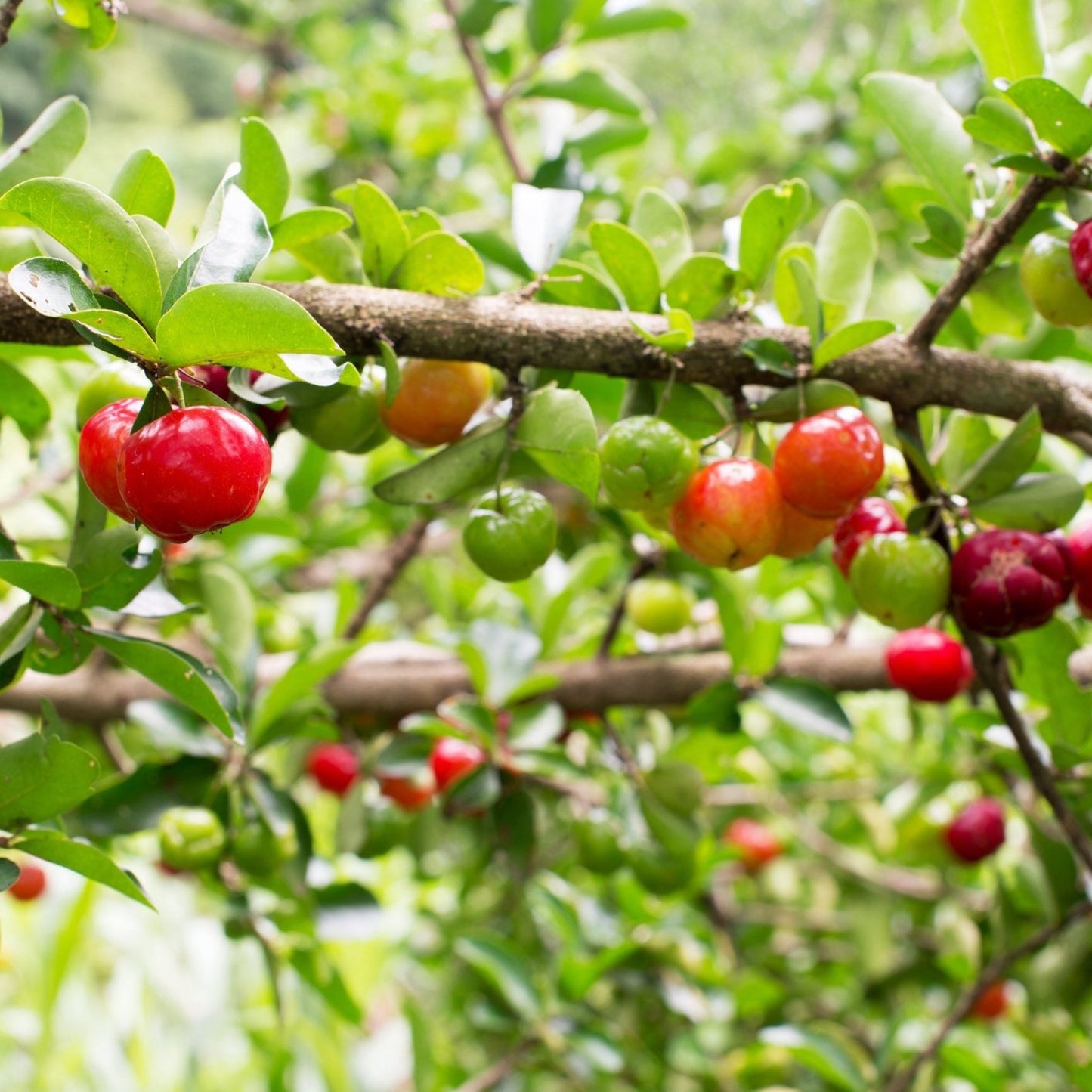 Barbados Cherry Tree