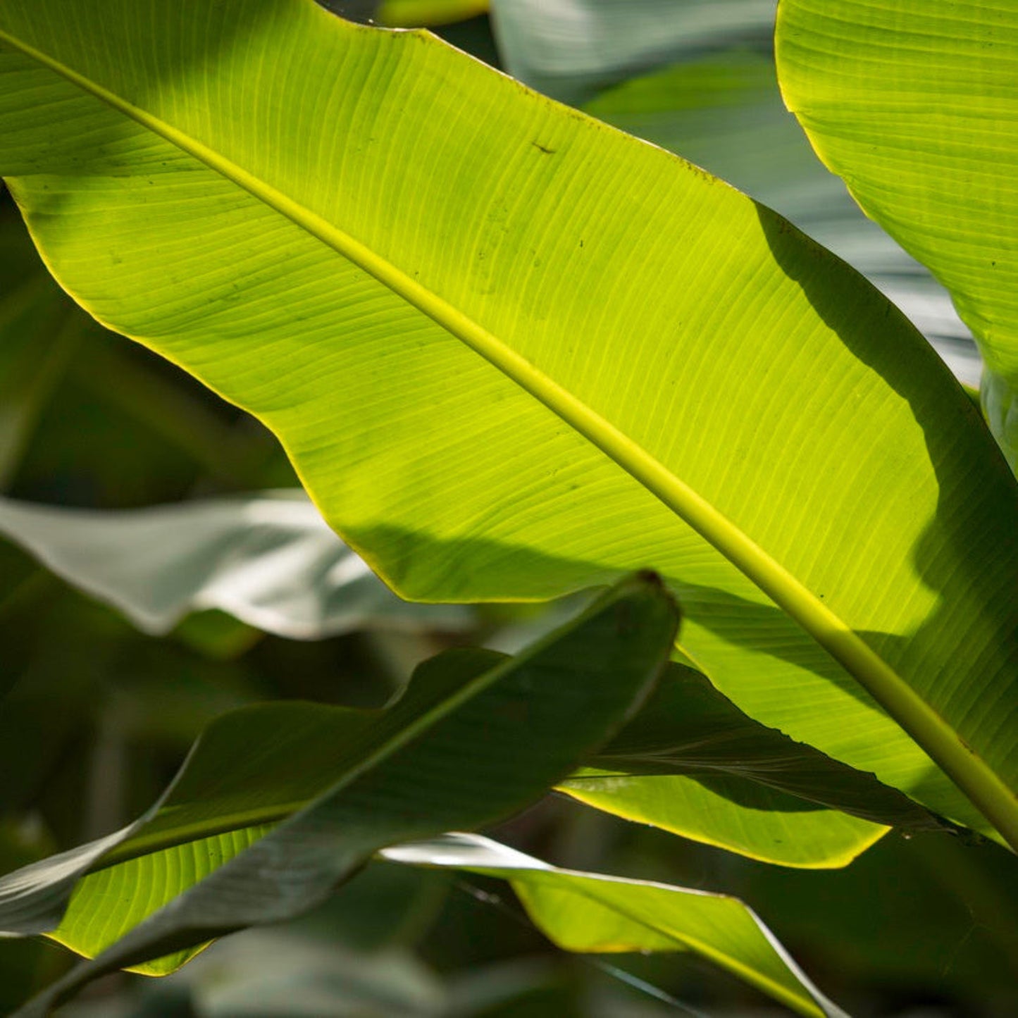 Ice Cream Banana Tree