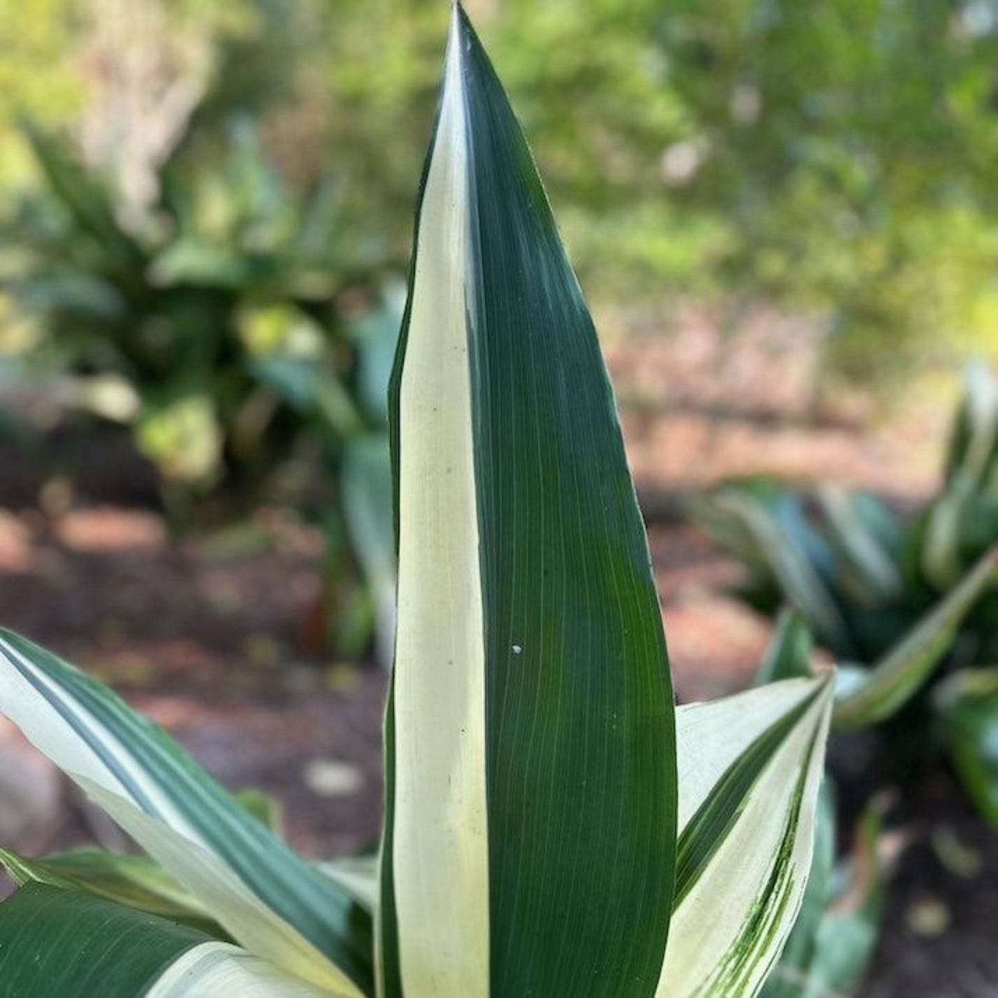 Variegated Cast Iron