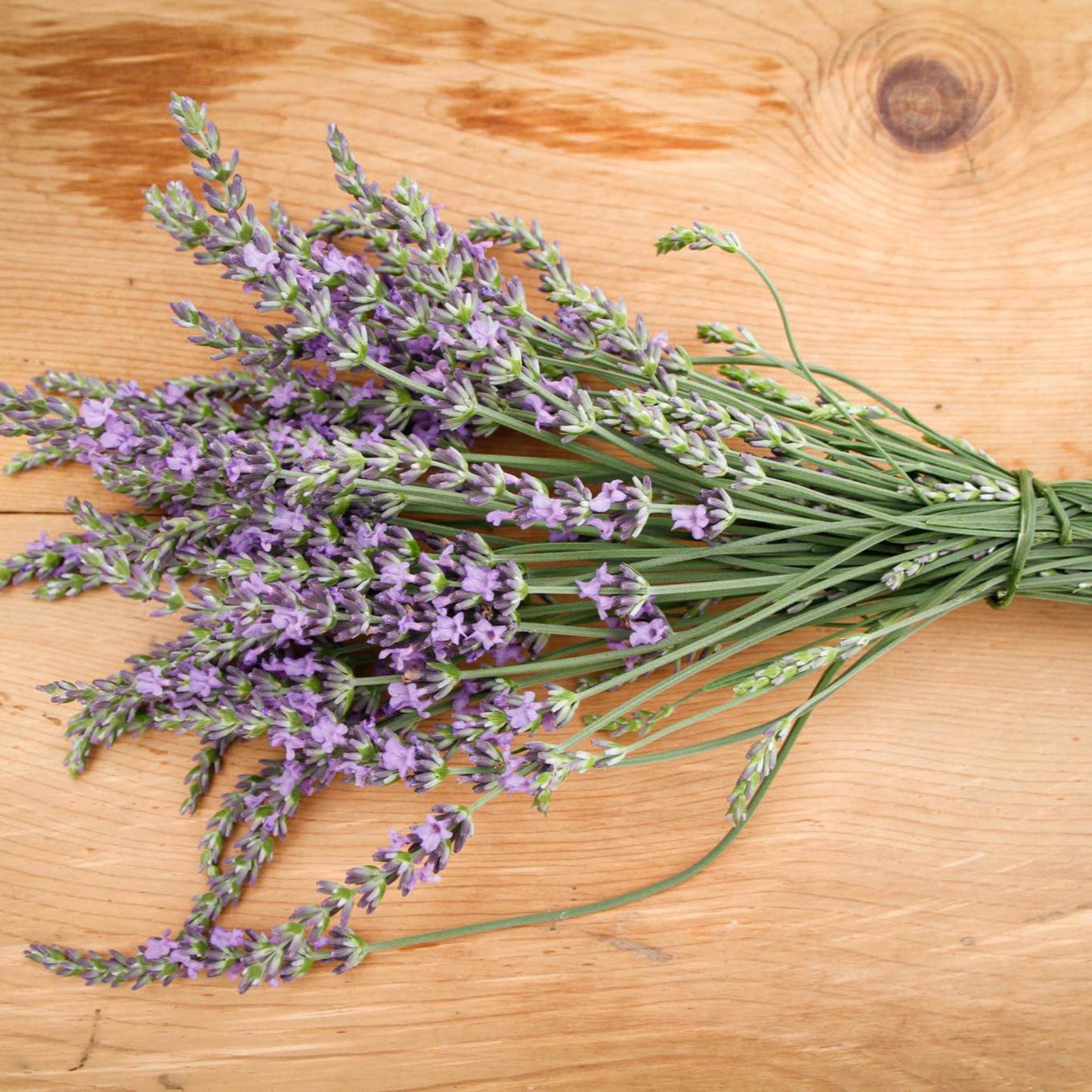 Phenomenal Lavender