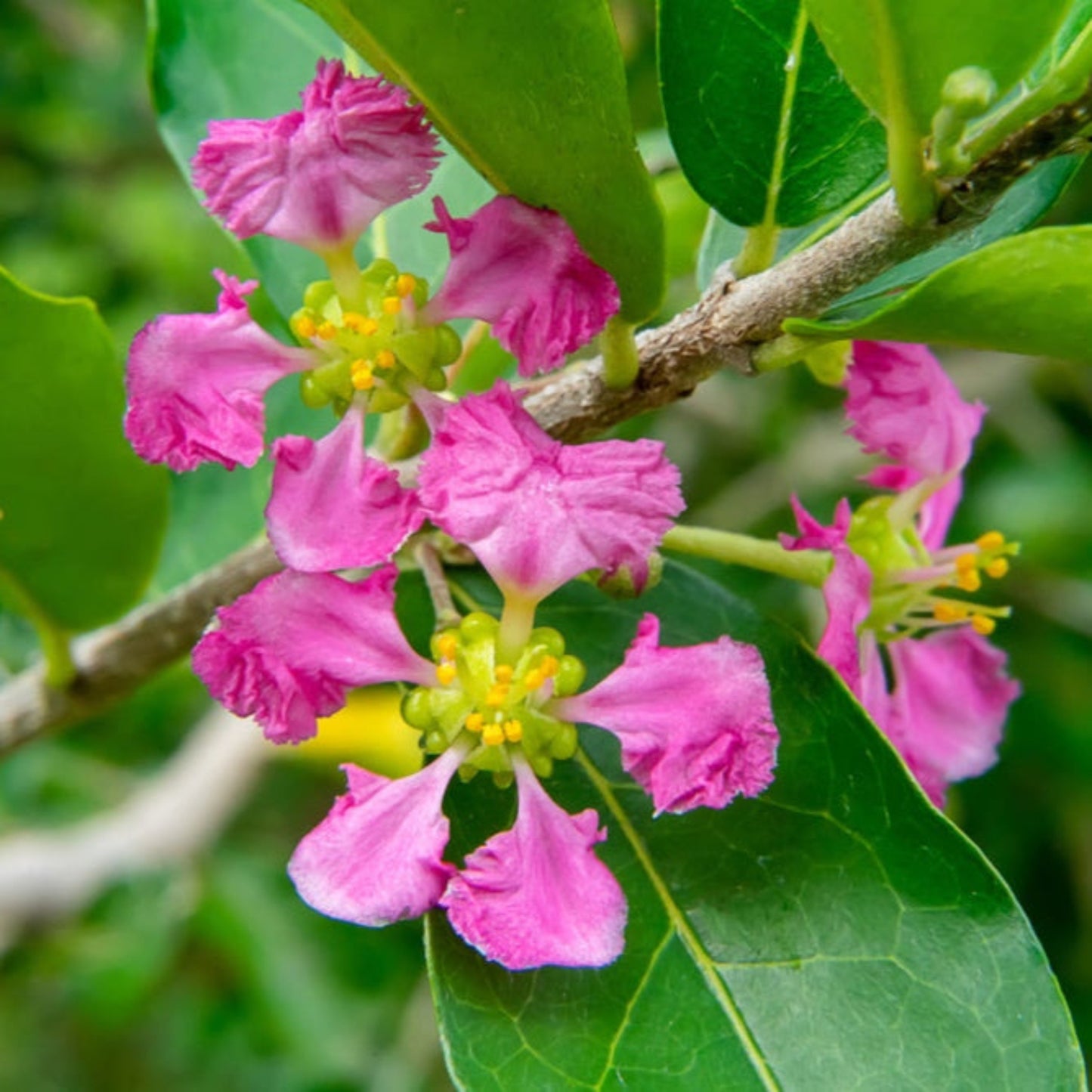 Barbados Cherry Tree
