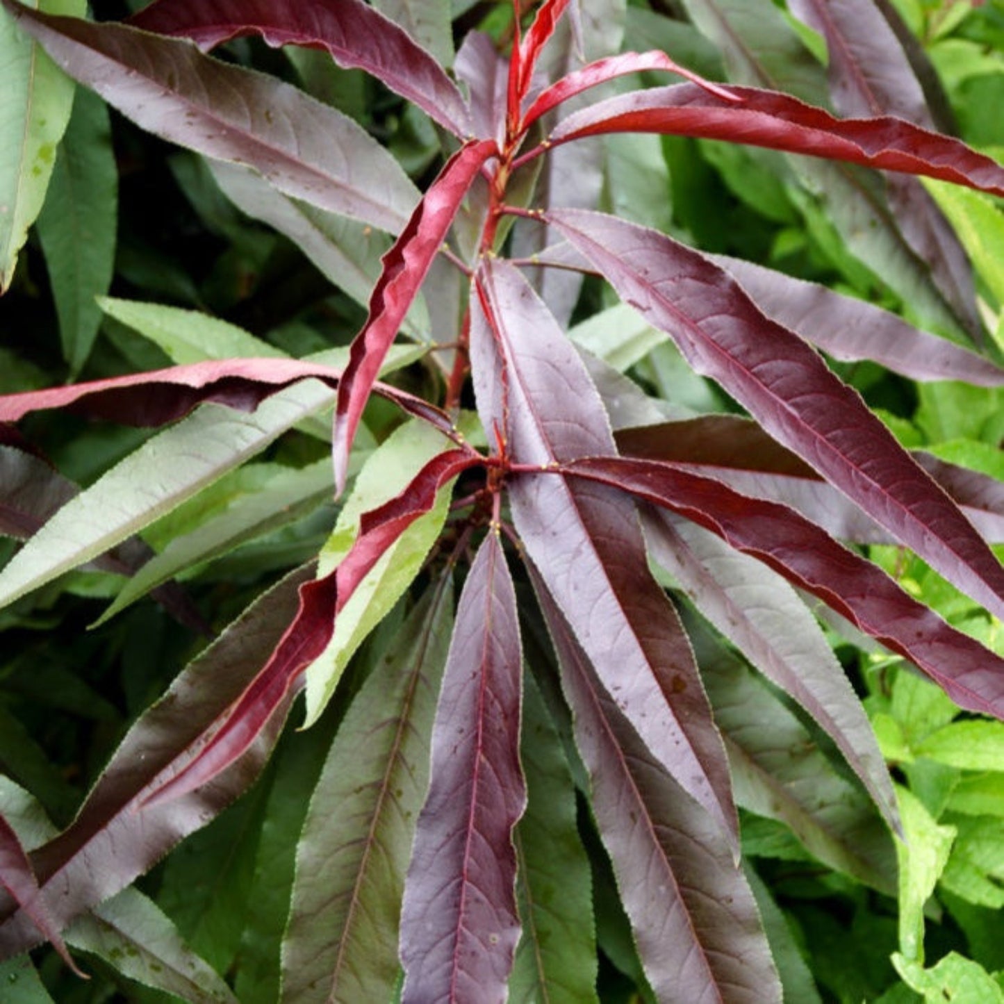 Bonfire Patio Peach foliage