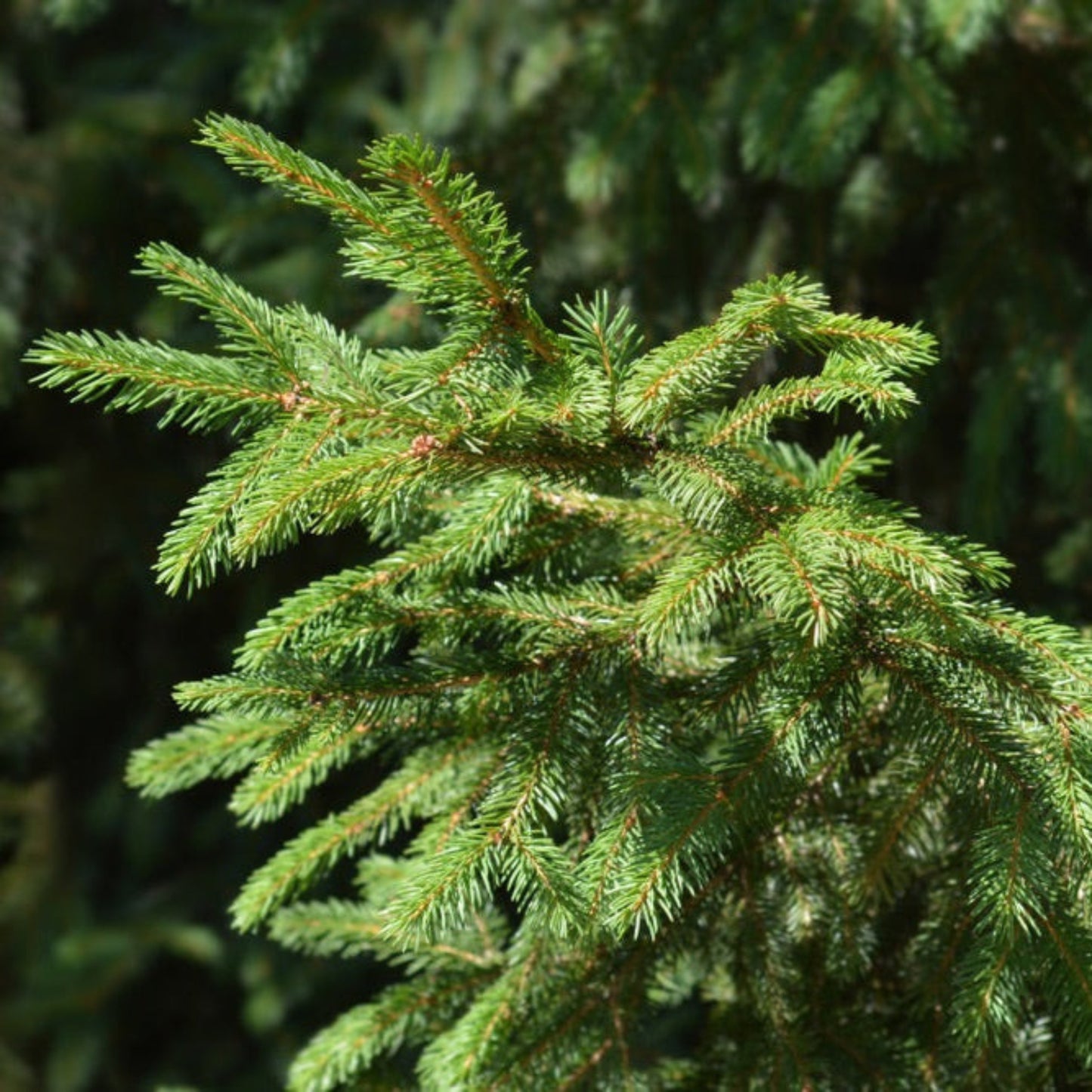 Norway Spruce