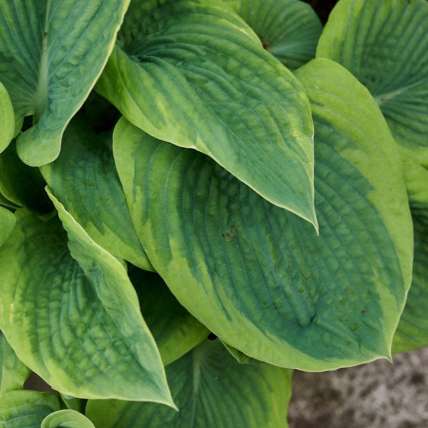 Green Patriot Hosta