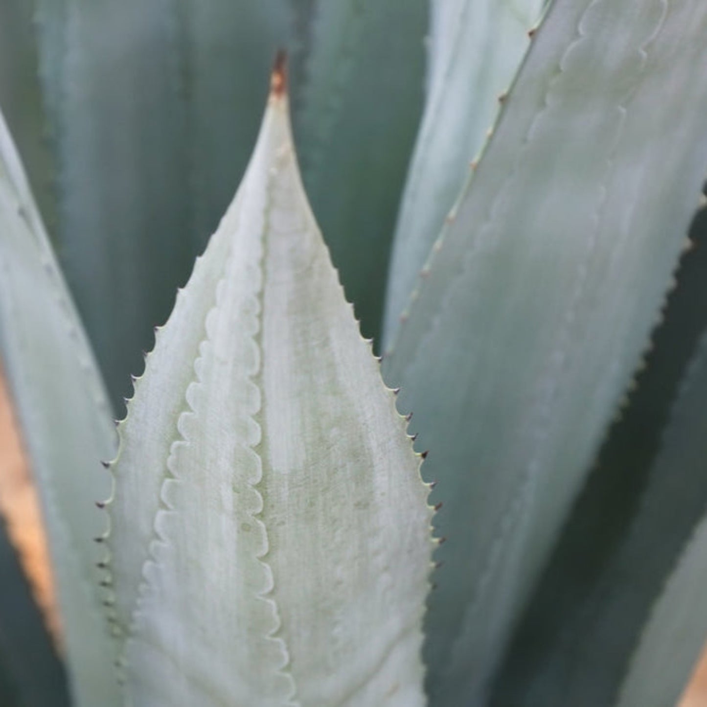 Americana Silver Agave