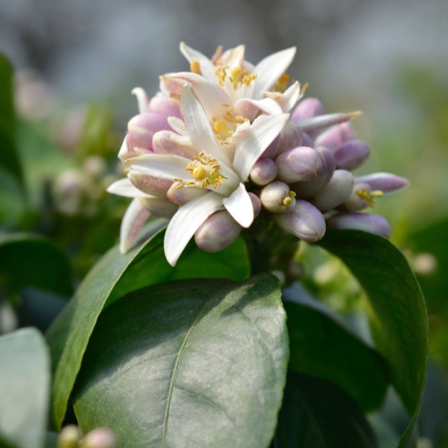 Improved Meyer Lemon flower