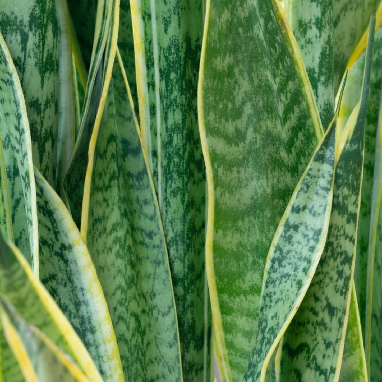Laurentii Snake Plant