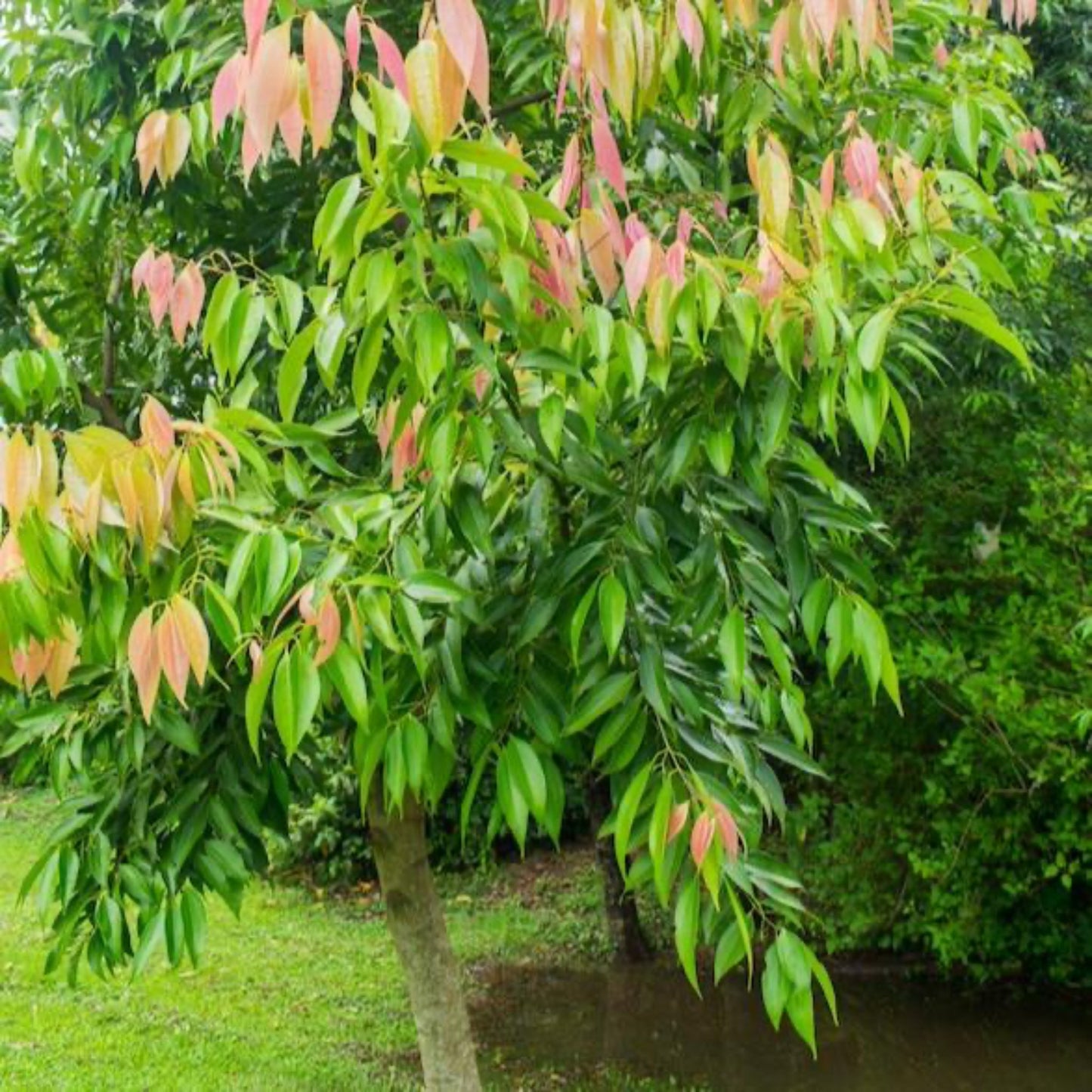 Cinnamon tree