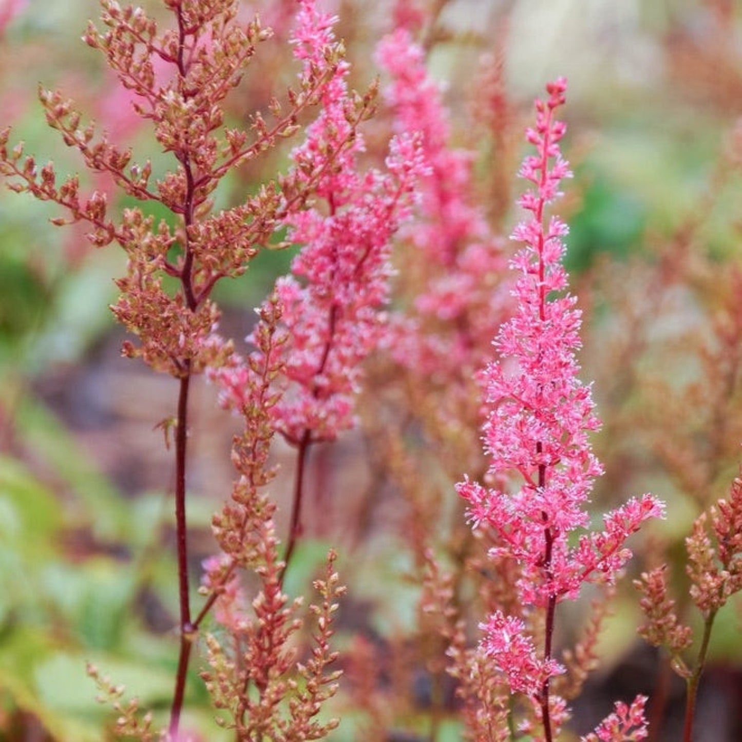 Mighty® Chocolate Cherry Astilbe