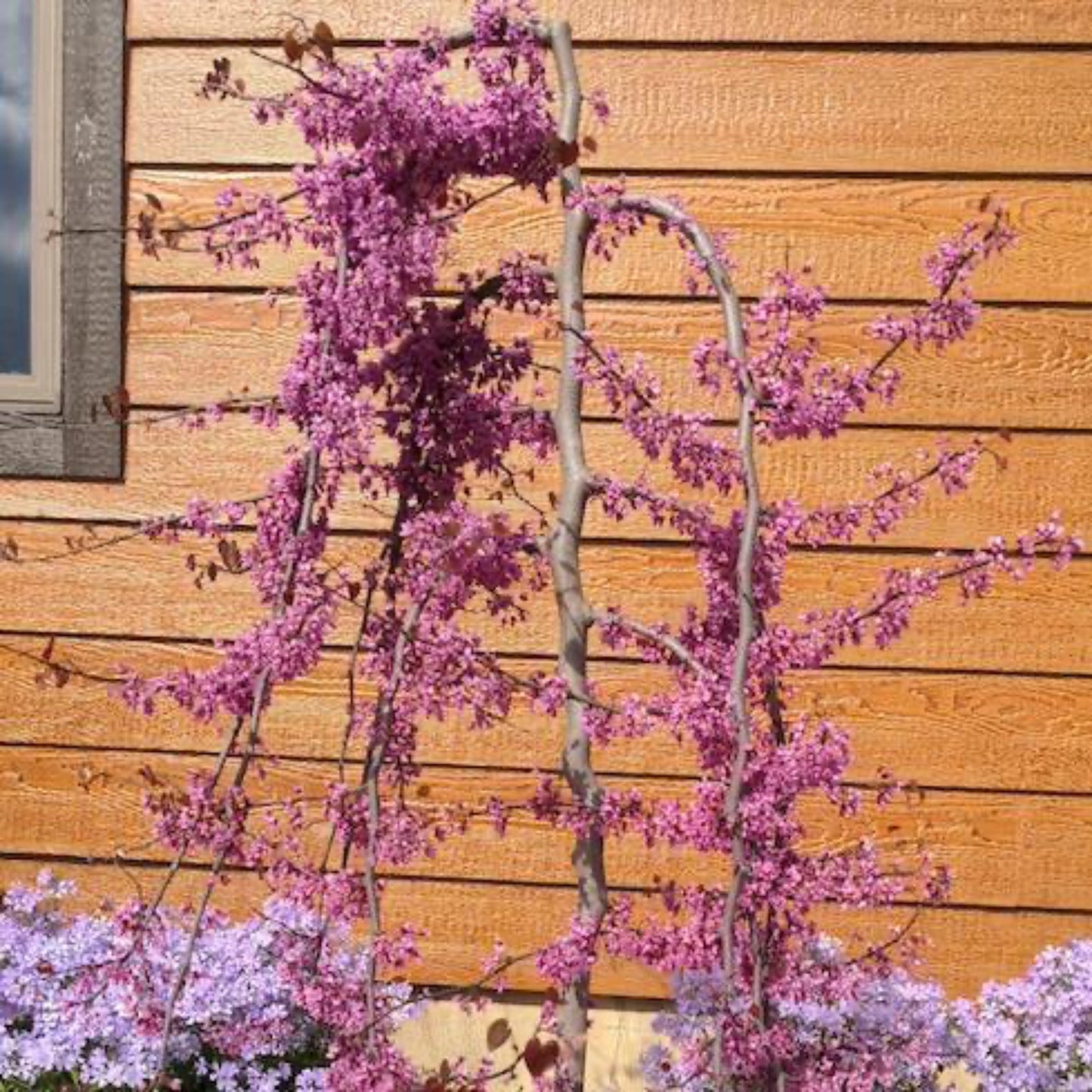 Ruby Falls Redbud Tree blooms