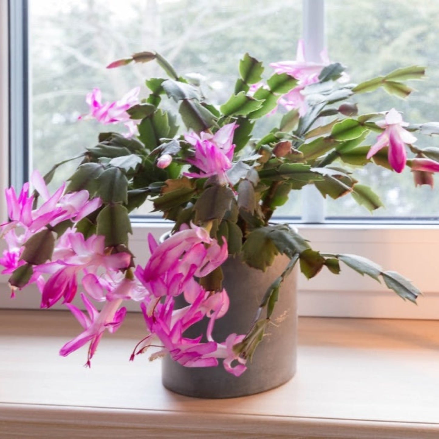 Holiday Cactus