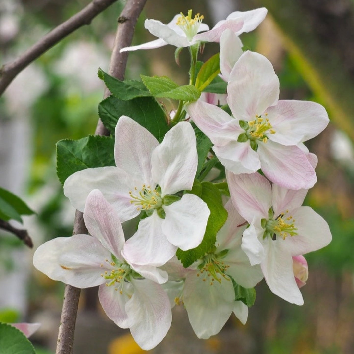 Honeycrisp Apple blossoms