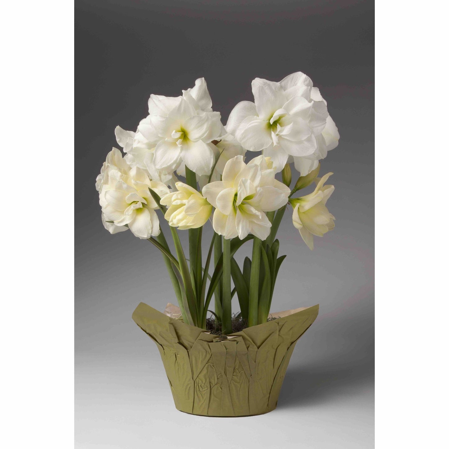 Double White Trio Amaryllis