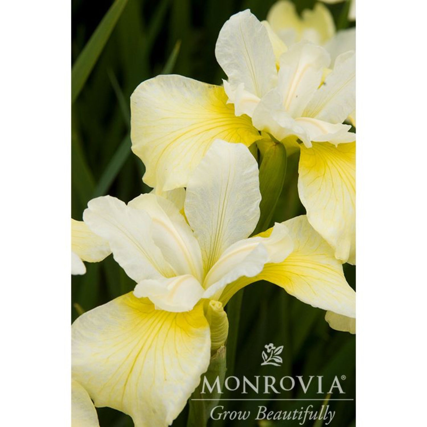 Butter & Sugar Siberian Iris