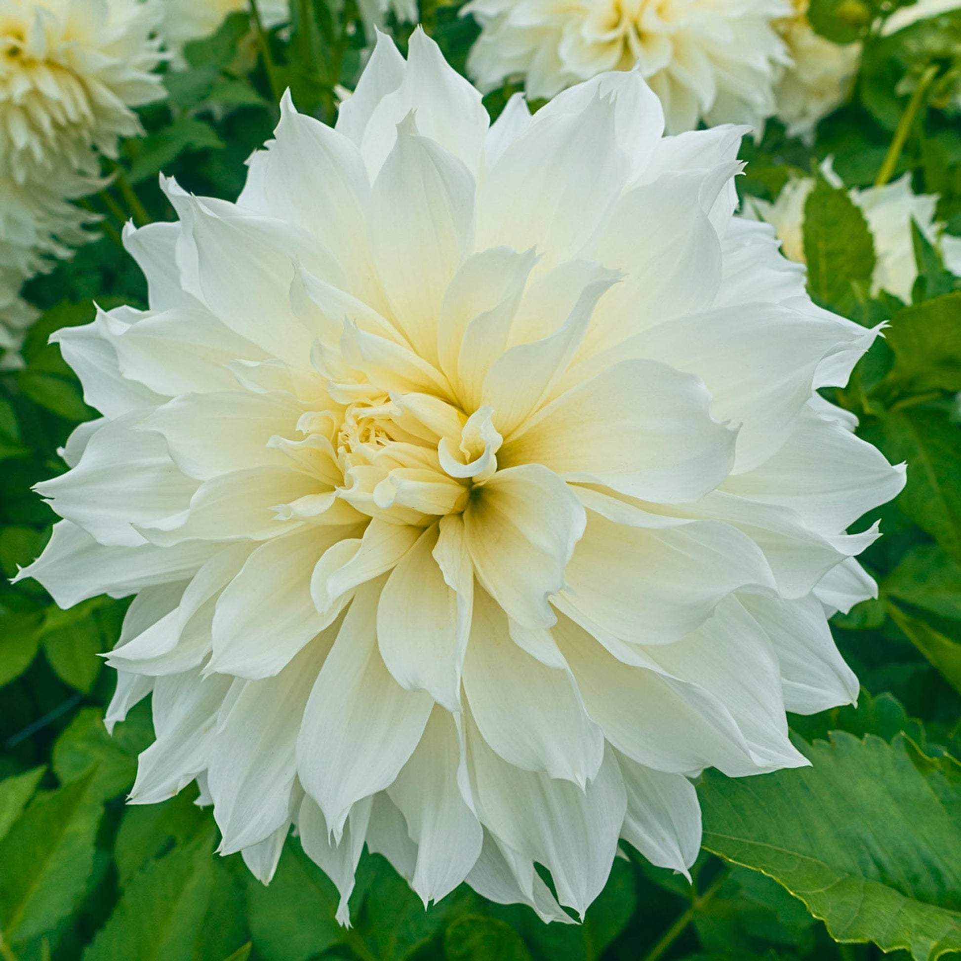 Fleurel® Dahlia