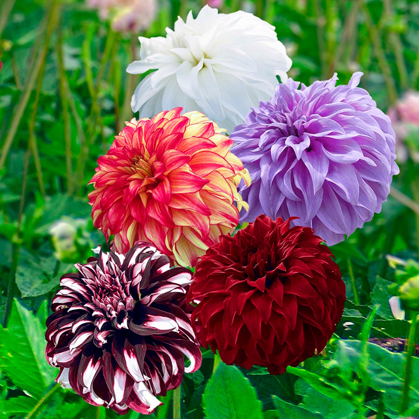 Giant Ball Dahlia Mix