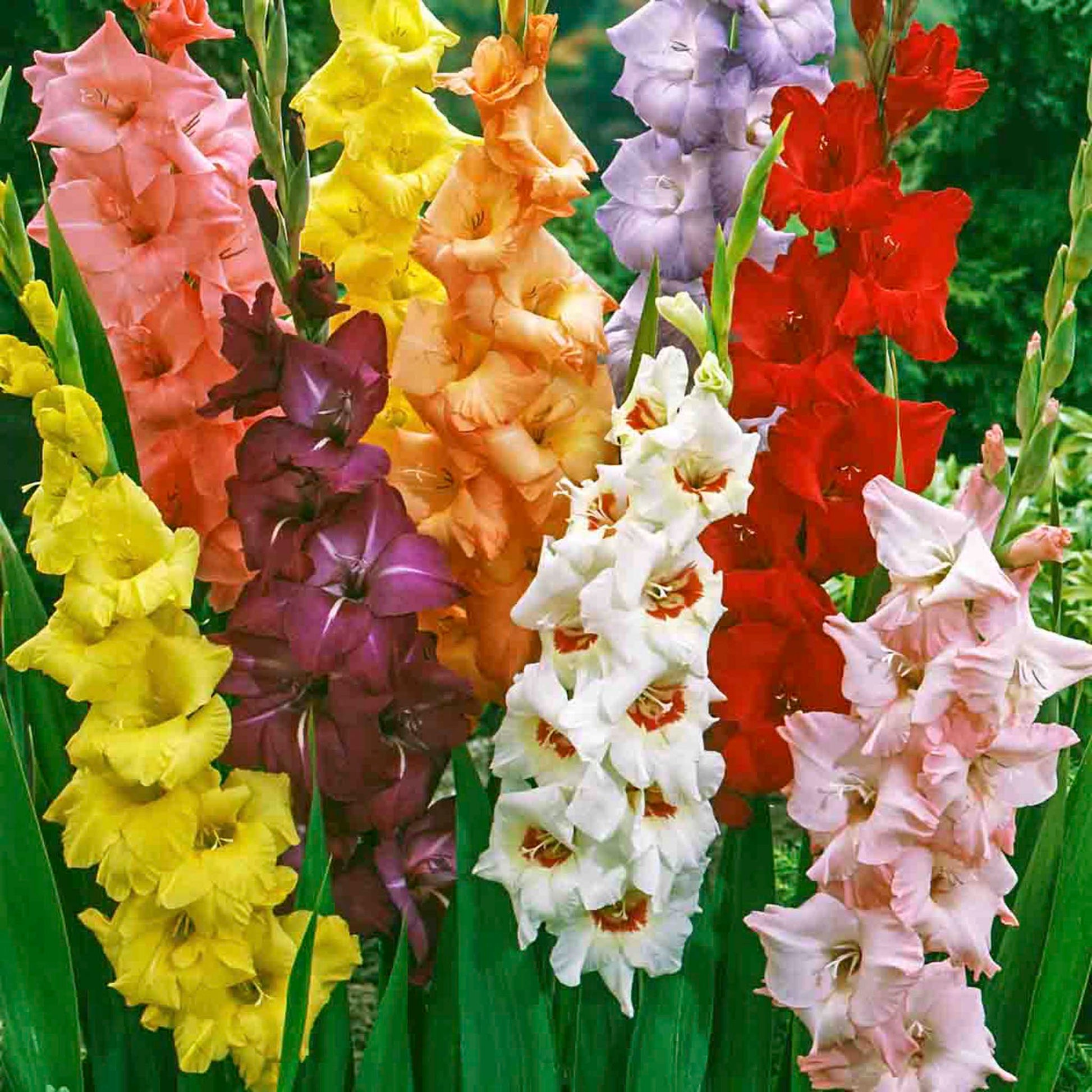 Hybrid Gladiolus