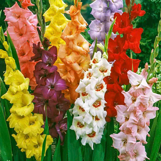 Hybrid Gladiolus
