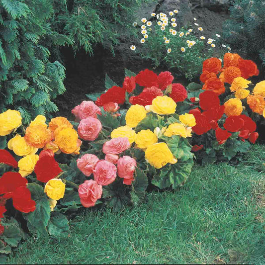 Non-Stop Begonia Bulbs Mix