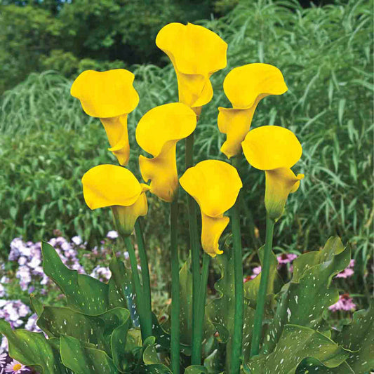 Millennium Gold Calla Lily