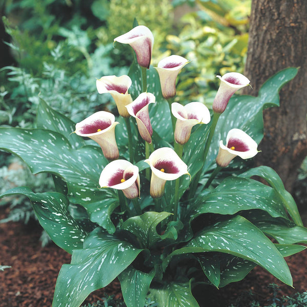 Vermeer Calla Lily