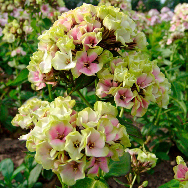 Crème de la Crème Hardy Tall Phlox