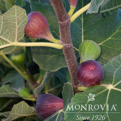 Chicago Hardy Fig Tree
