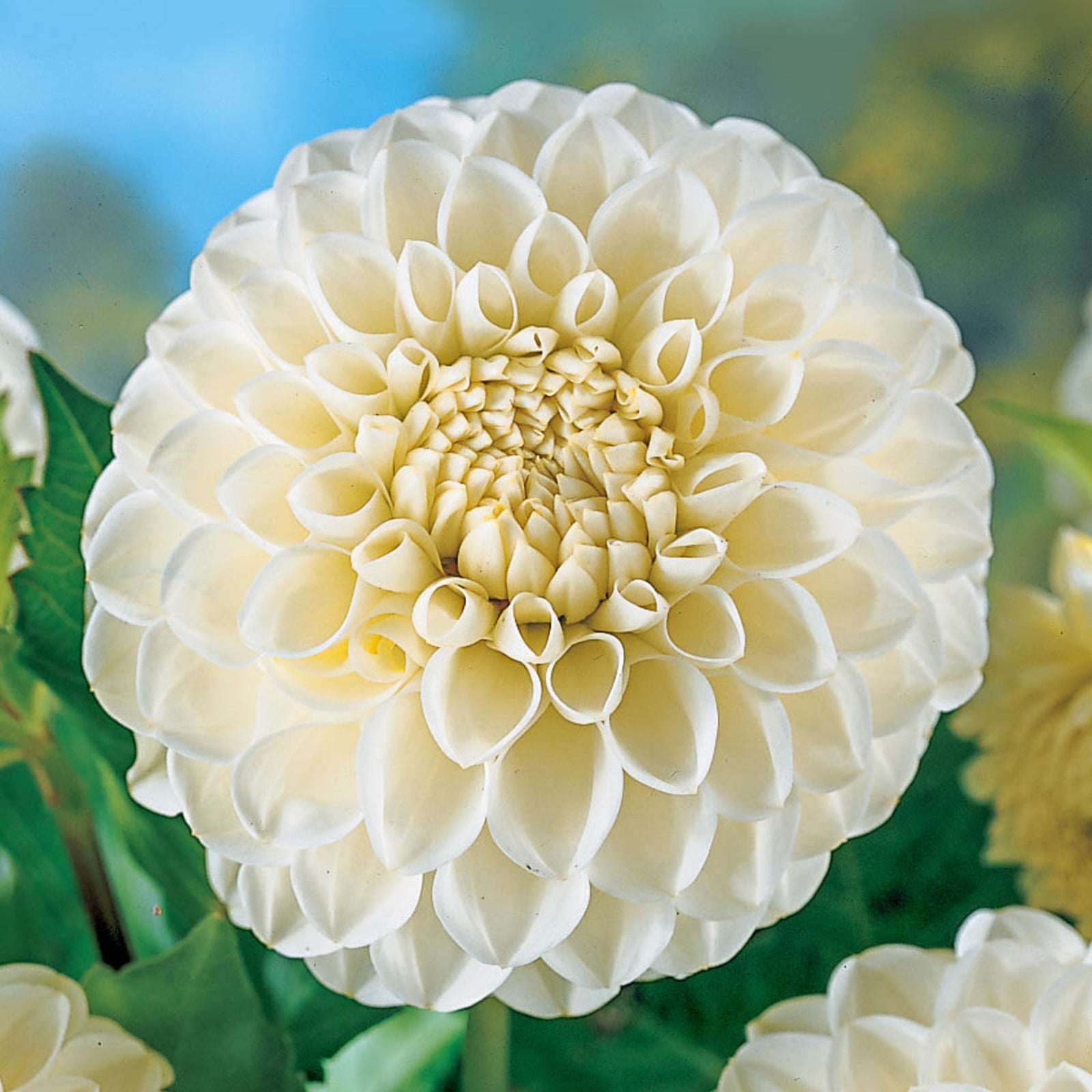 Boom Boom White Dahlia