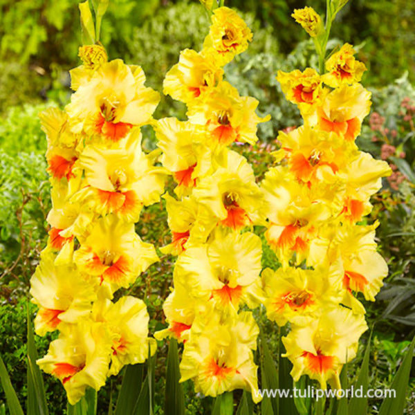 Jester Gladiolus