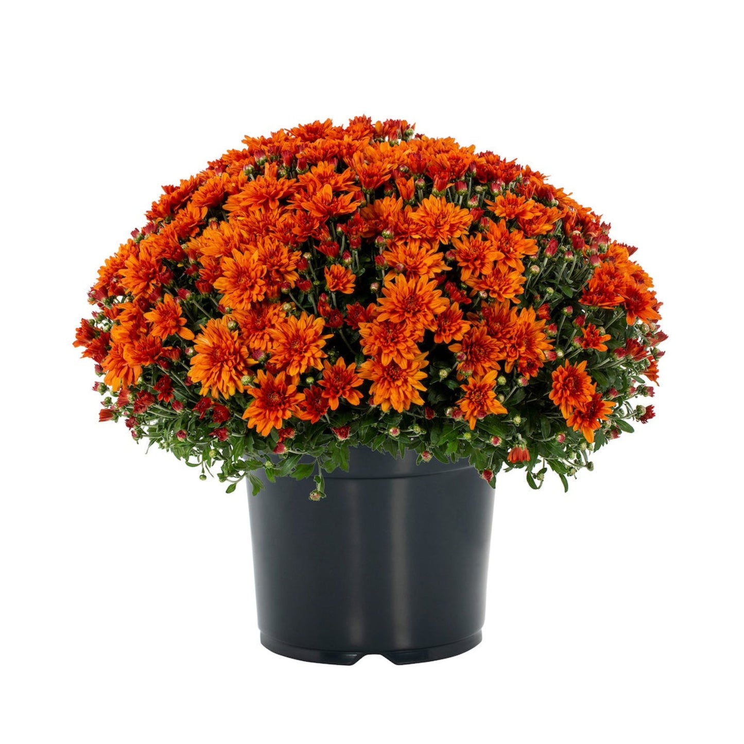 Orange Chrysanthemum