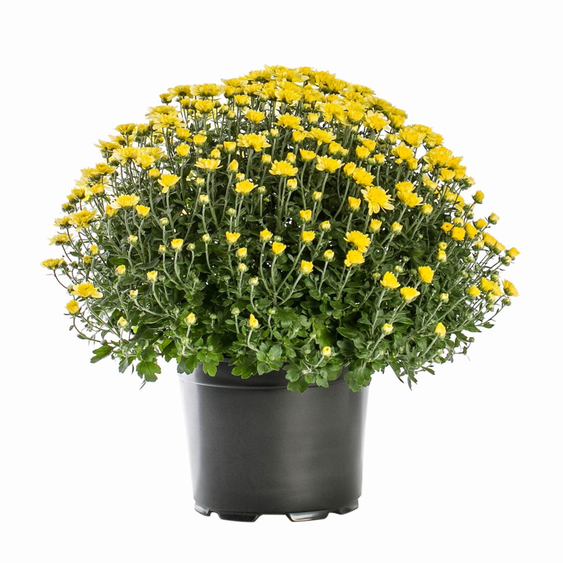 Yellow Chrysanthemum