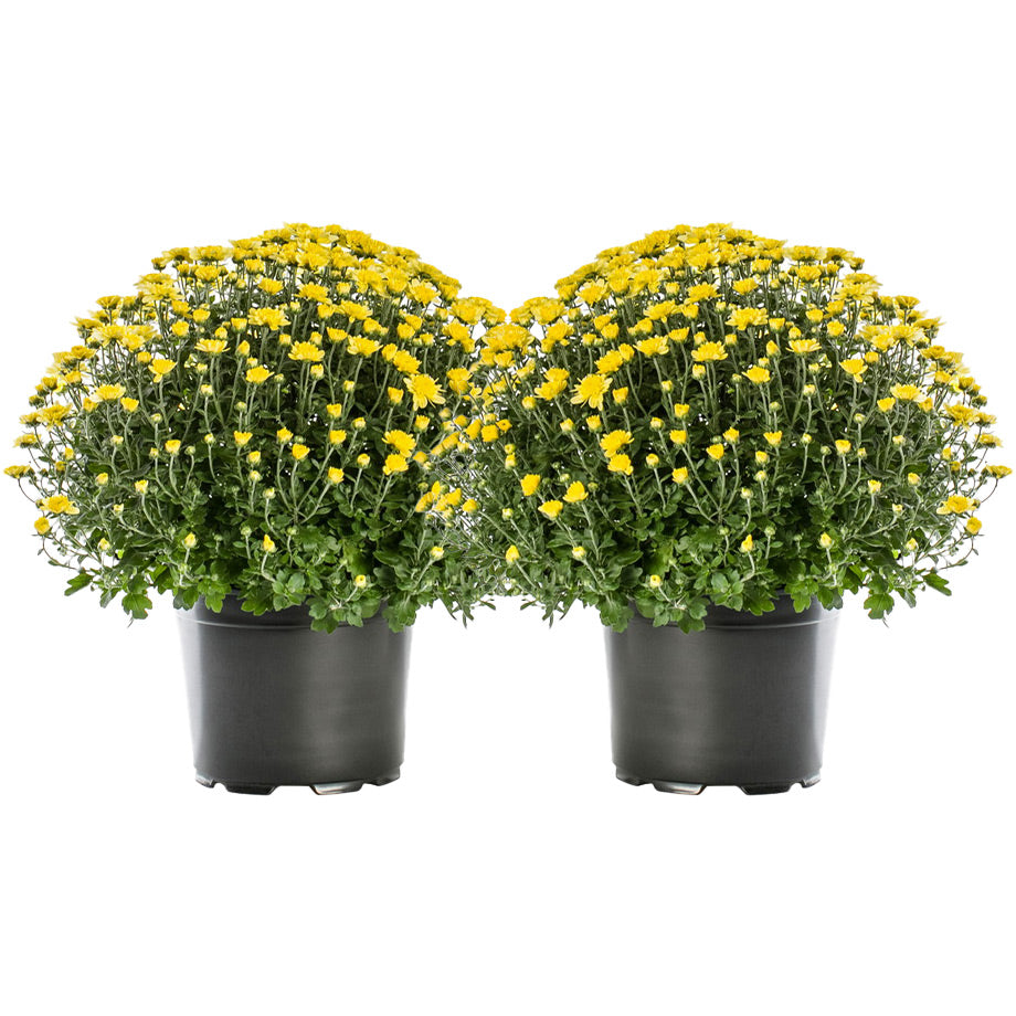 8 inch Chrysanthemums