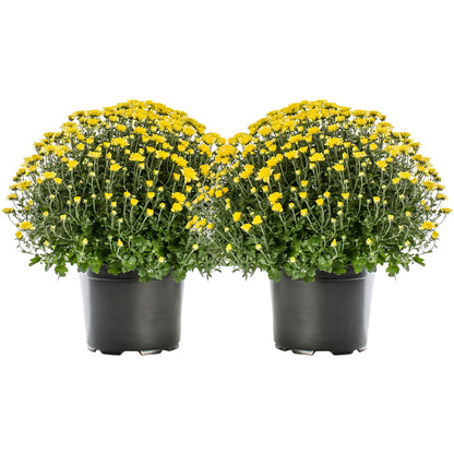 8 inch Chrysanthemums