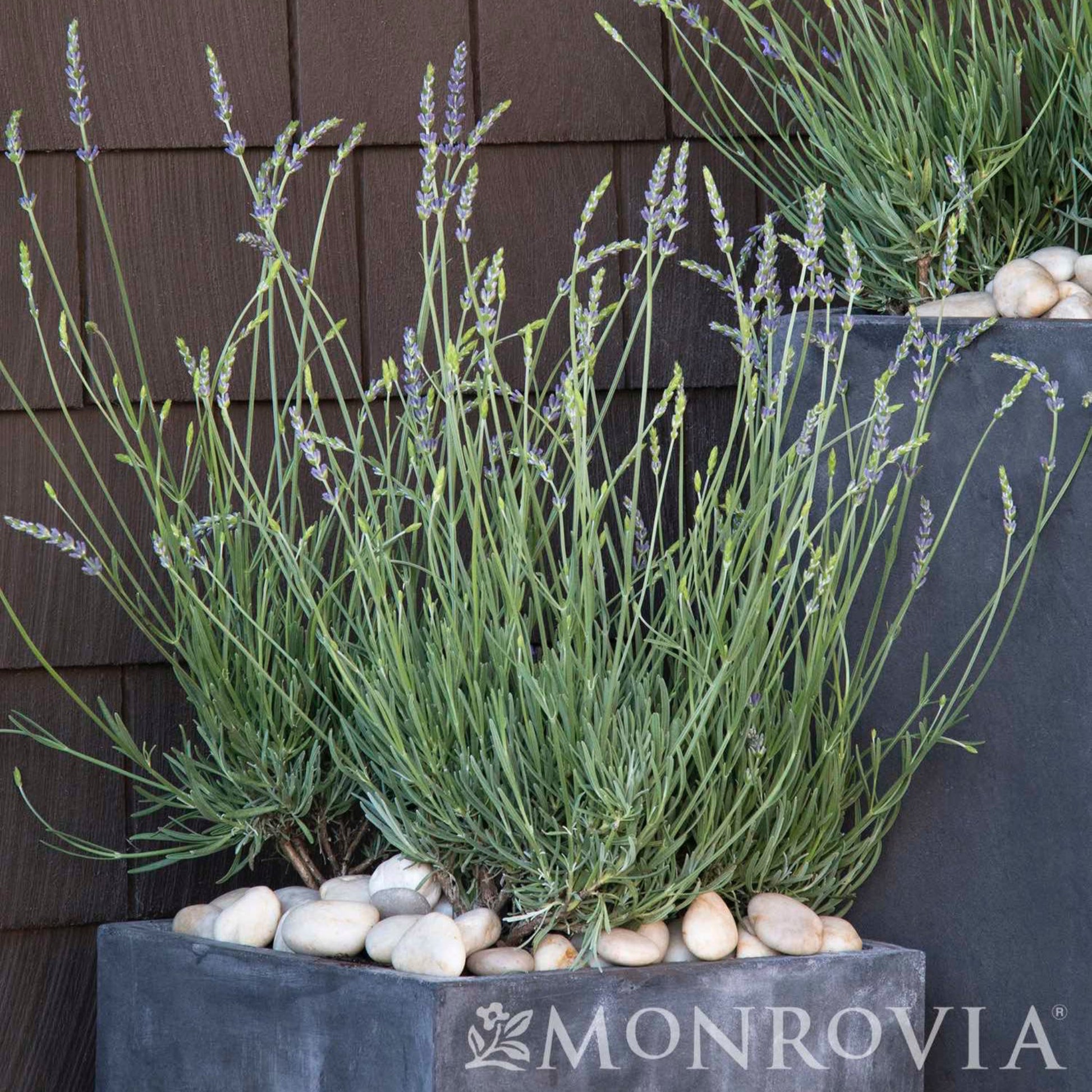 Phenomenal Lavender